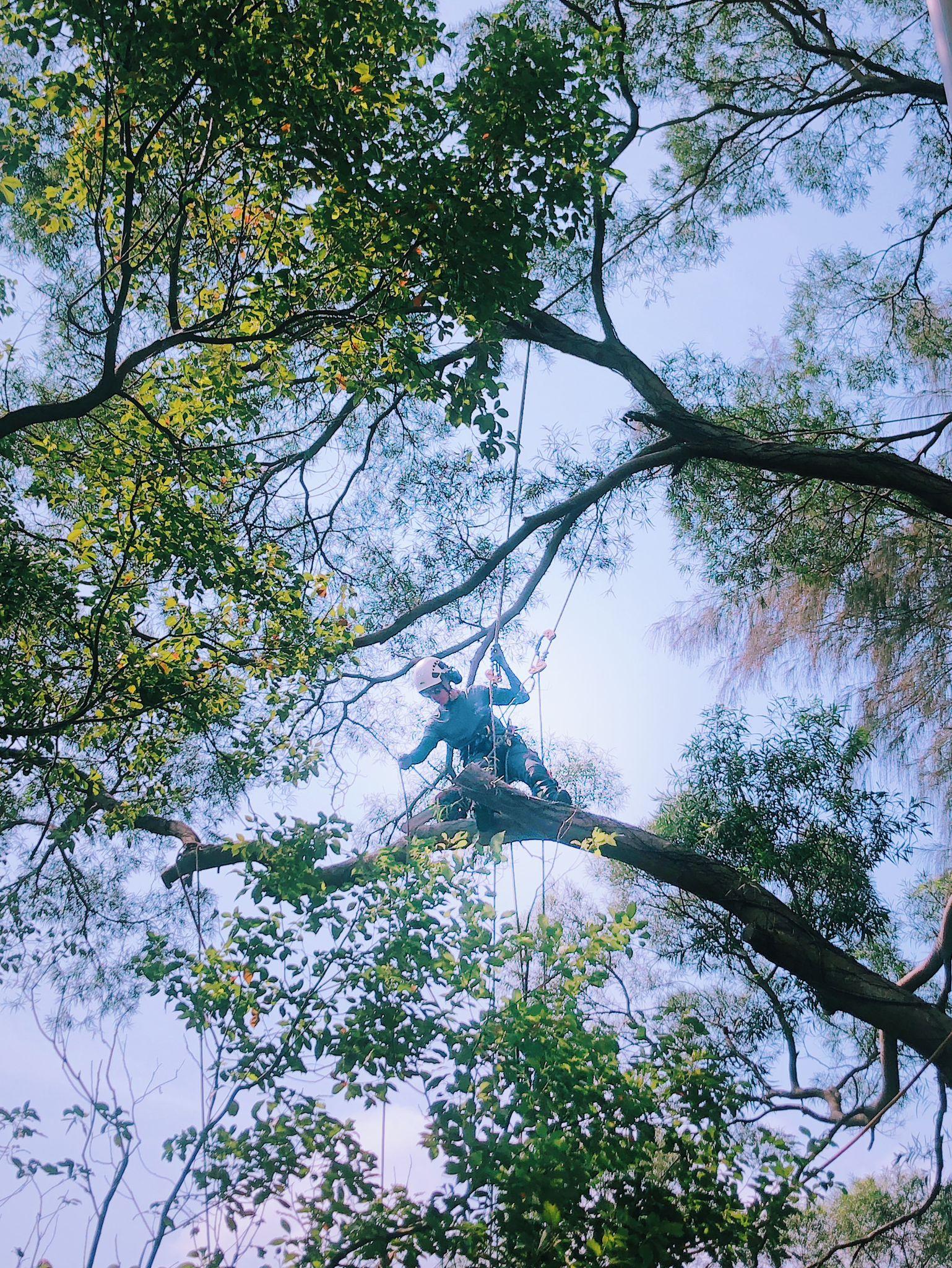 Tree Surgeon at work